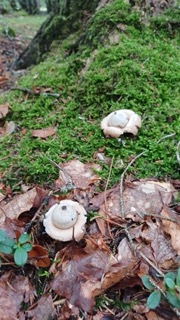 foto di Funghi